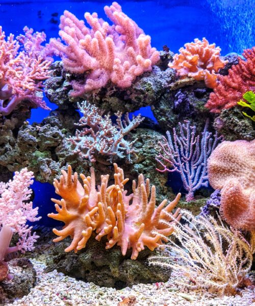 Varför är Korallrev så Viktiga för Havets Ekosystem?