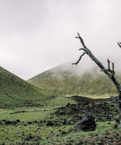 Varför är Döda Träd viktiga för Skogens Ekologi och Biologiska Mångfald?