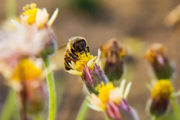 Varför är Pollinatörer som Bin och Fjärilar så viktiga för Ekosystemet?